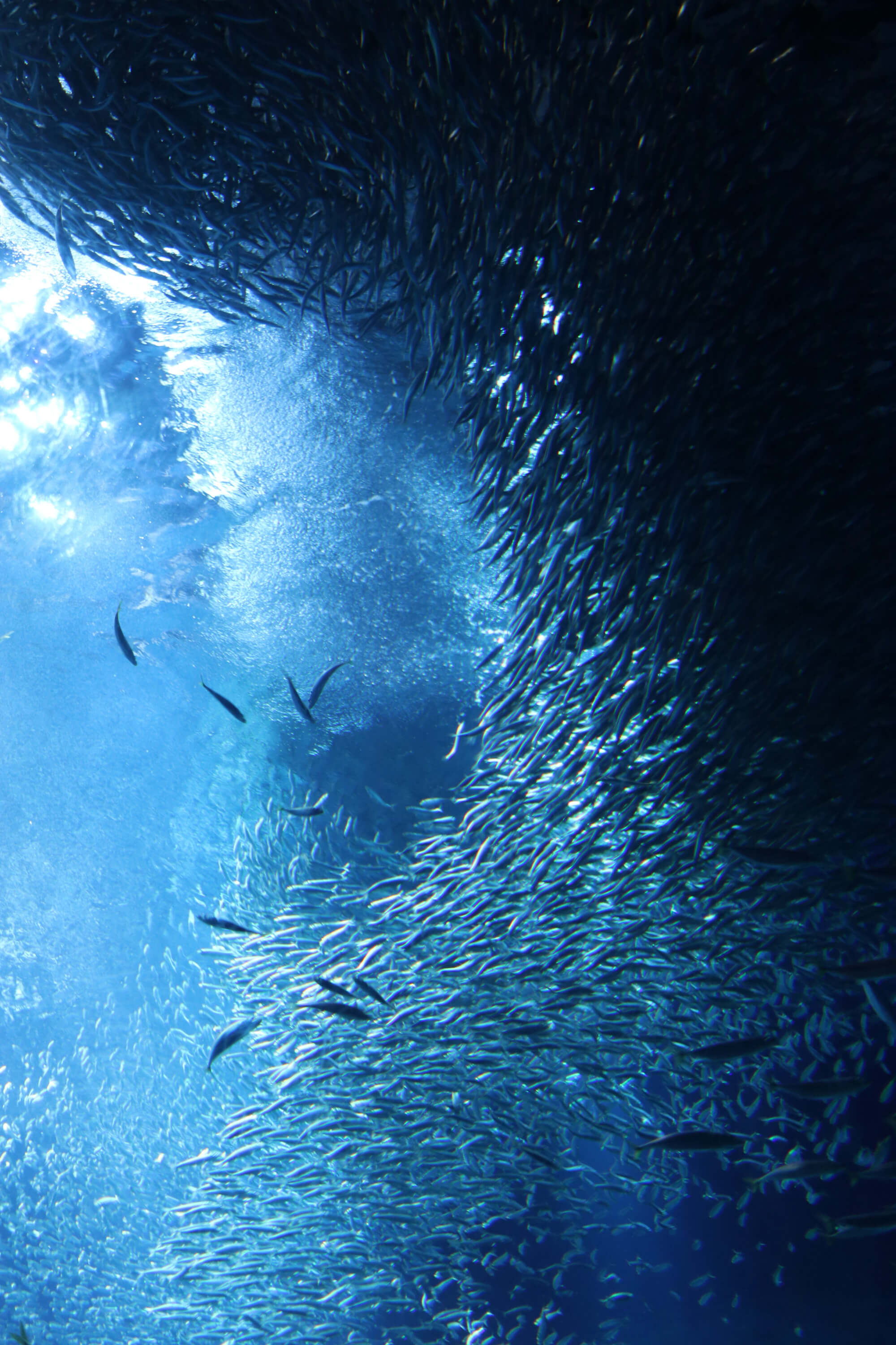 Under the sea