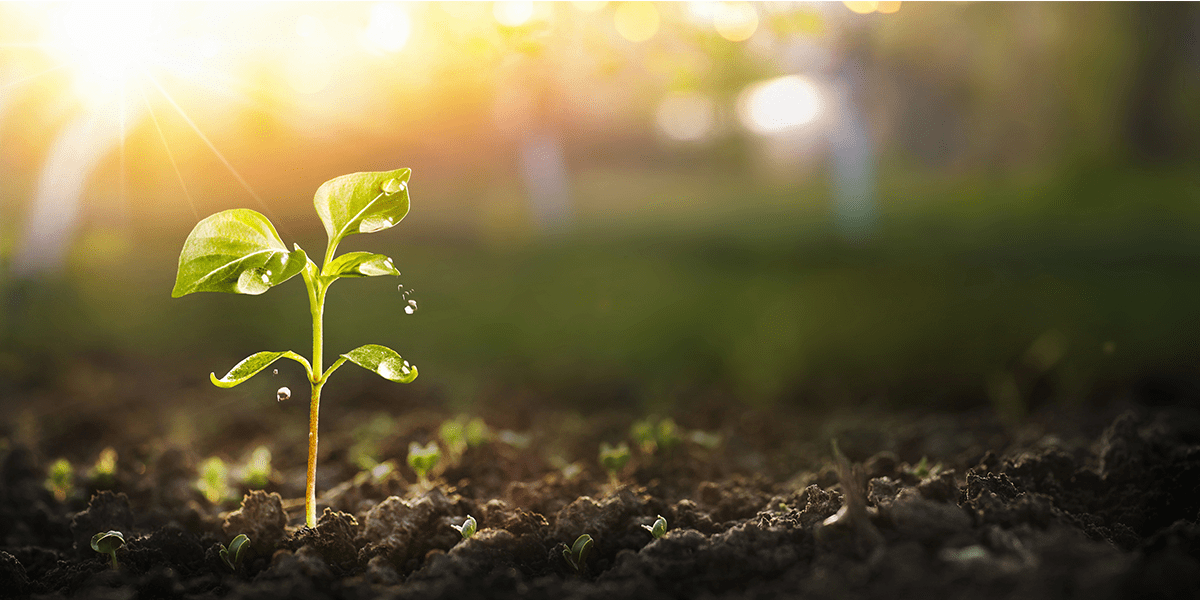 Young green plant sprouting from fertile soil under warm sunlight, symbolizing growth and sustainability — featured in Syntegon’s Sustainability Report 2024.